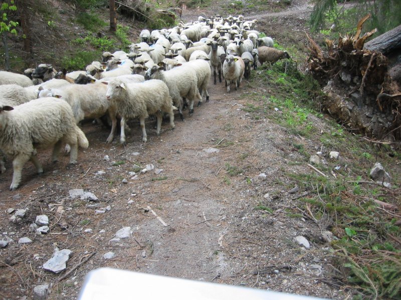 Ovce moje ovce.