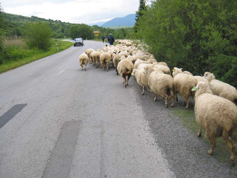 Ovce moje ovce